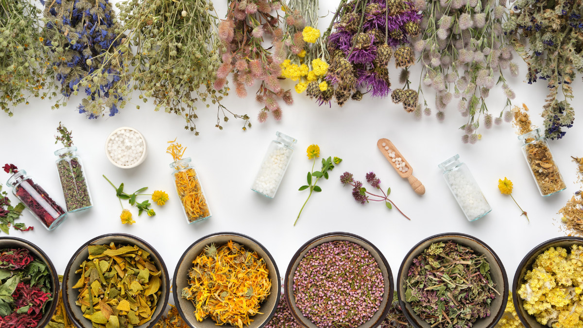 Plantas medicinais que você pode cultivar em casa
