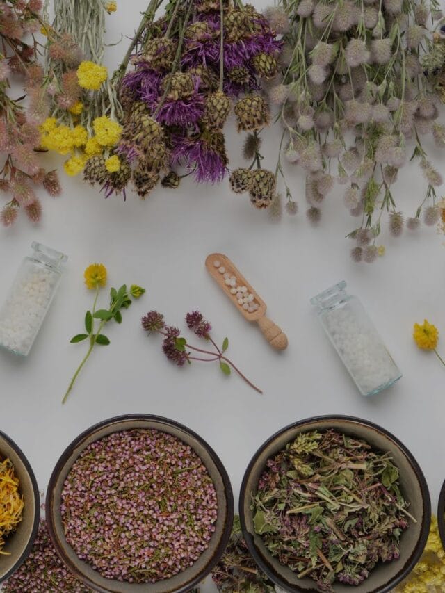 Plantas Medicinais que Você Pode Cultivar em Casa e seus Benefícios