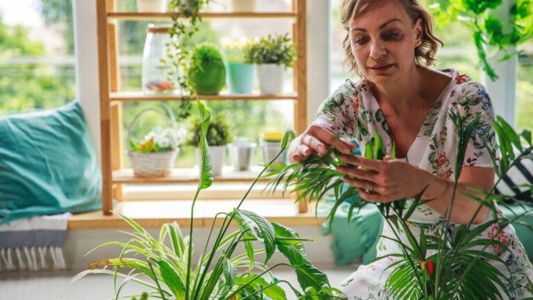 plantas que purificam o ar