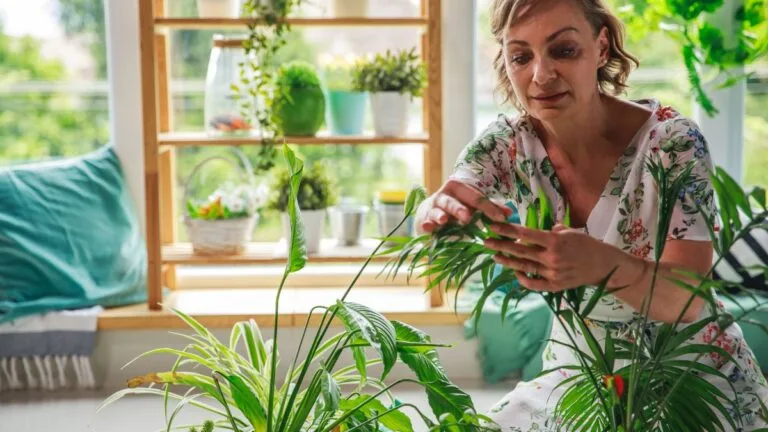 plantas que purificam o ar