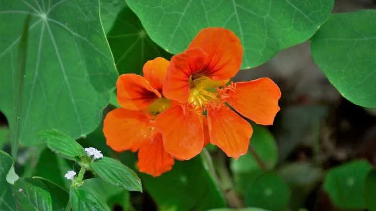Plantas Alimentícias Não Convencionais