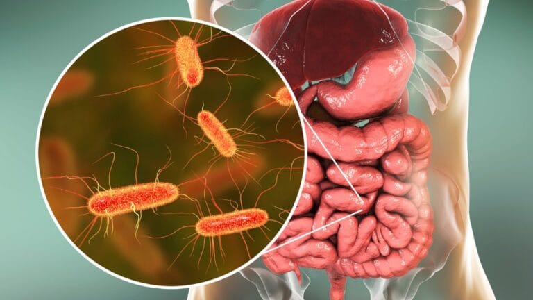 microbiota intestinal