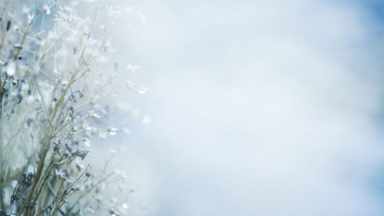 plantas mais poderosas para o inverno