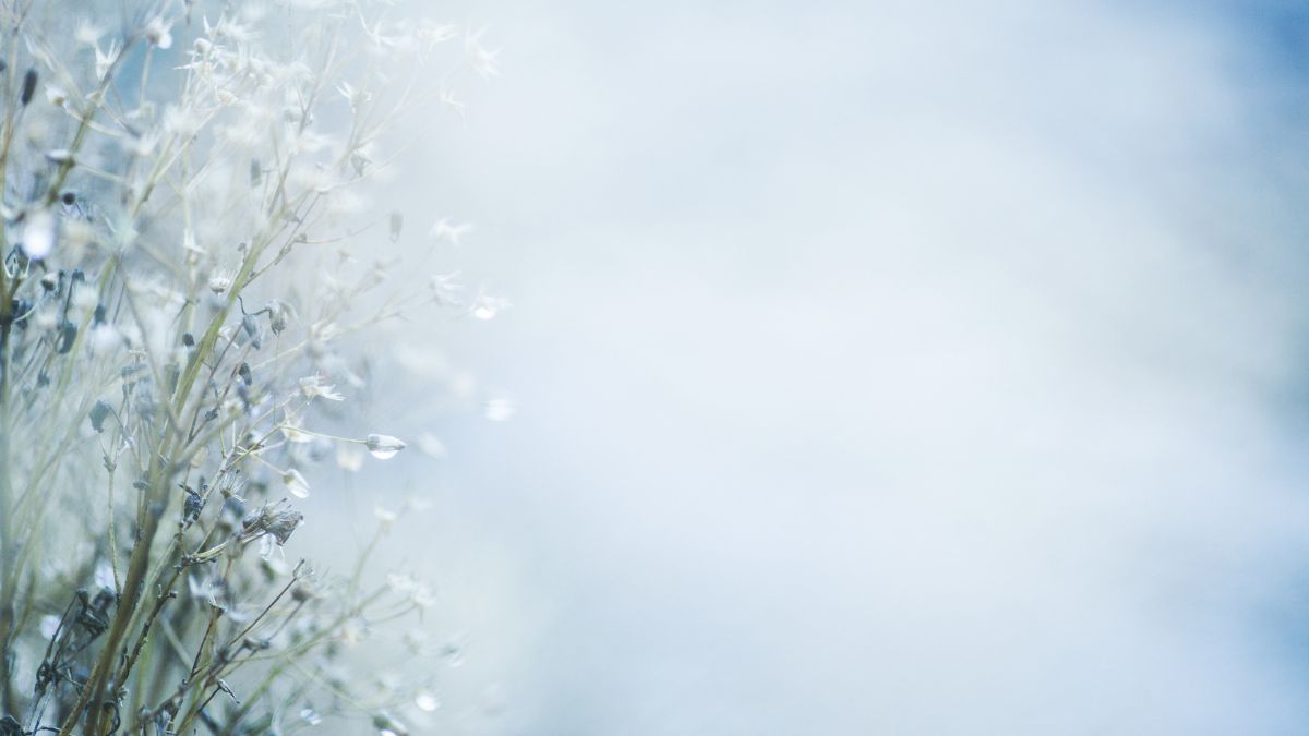 plantas mais poderosas para o inverno